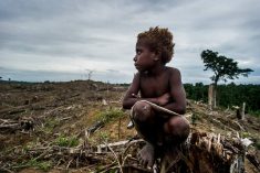 Resource Extraction in West Papua